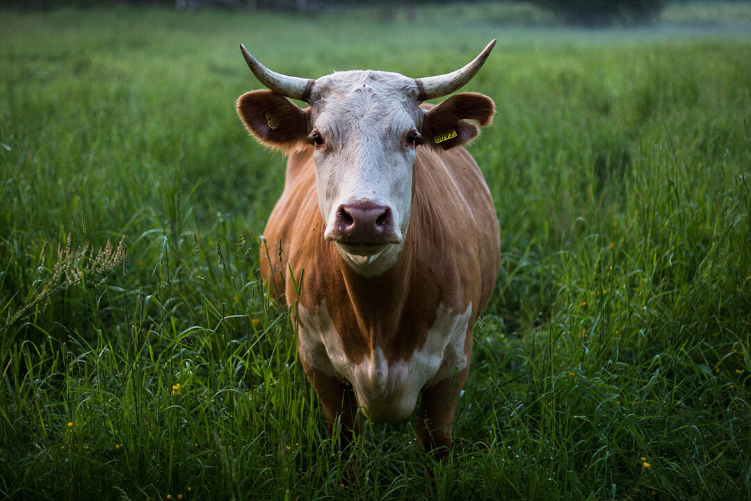 Kuh in Wiese blickt in die Kamera