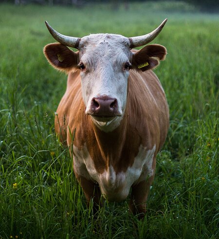 Kuh in Wiese blickt in die Kamera