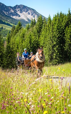 Pferdekutsche fährt durch Landschaft