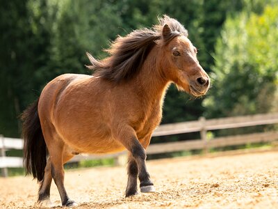 Bild von einem braunen Pferd