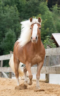 Bild von einem braunen Pferd