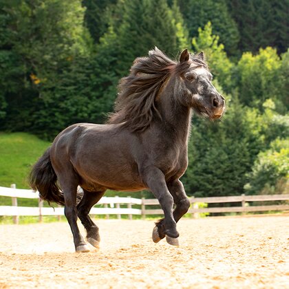 Bild von einem schwarzen Pferd