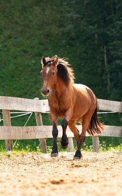 Bild von einem braunen Pferd