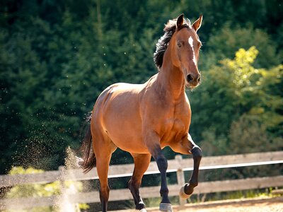 Bild von einem braunen Pferd