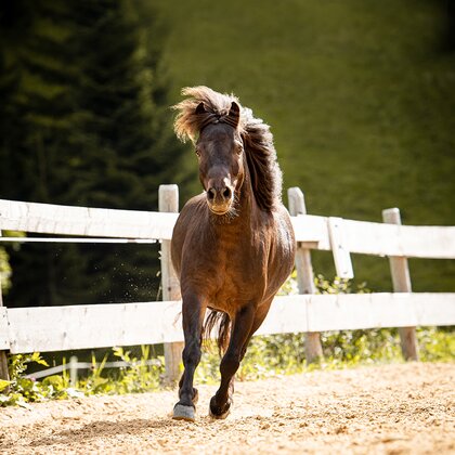 Bild von einem schwarzen Pferd