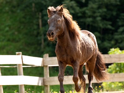 Bild von einem schwarzen Pferd