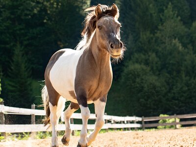 Bild von einem braun-weißen Pferd