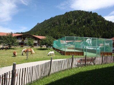 Blick auf den Fußballplatz und Pferde