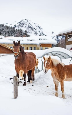 Pferde im Schnee