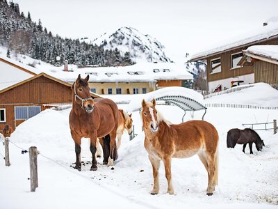 Pferde im Schnee