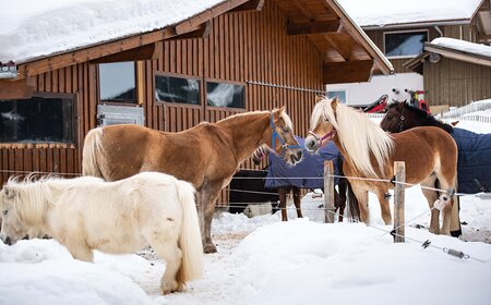 Pferde im Schnee